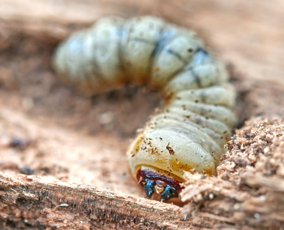Cómo detectar una plaga de carcoma en tu madera
