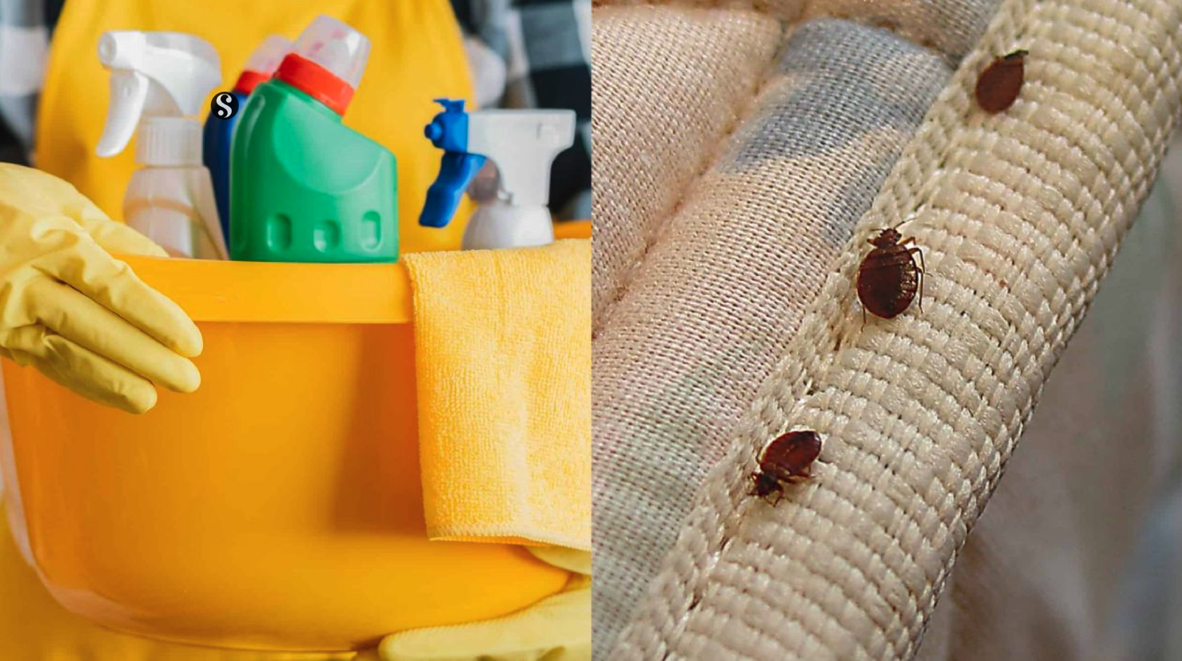 Cómo evitar la presencia de chinches en casa si vives en Pozuelo de Alarcón
