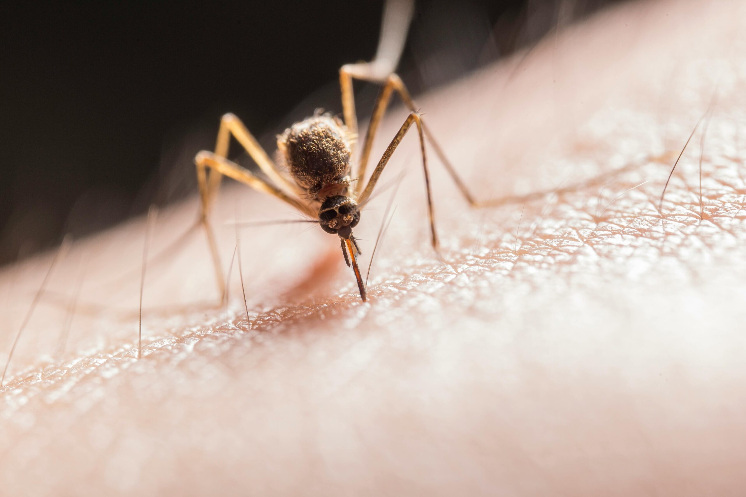 Invasión de mosquitos en Pozuelo de Alarcón: causas del aumento este verano y cómo protegerte