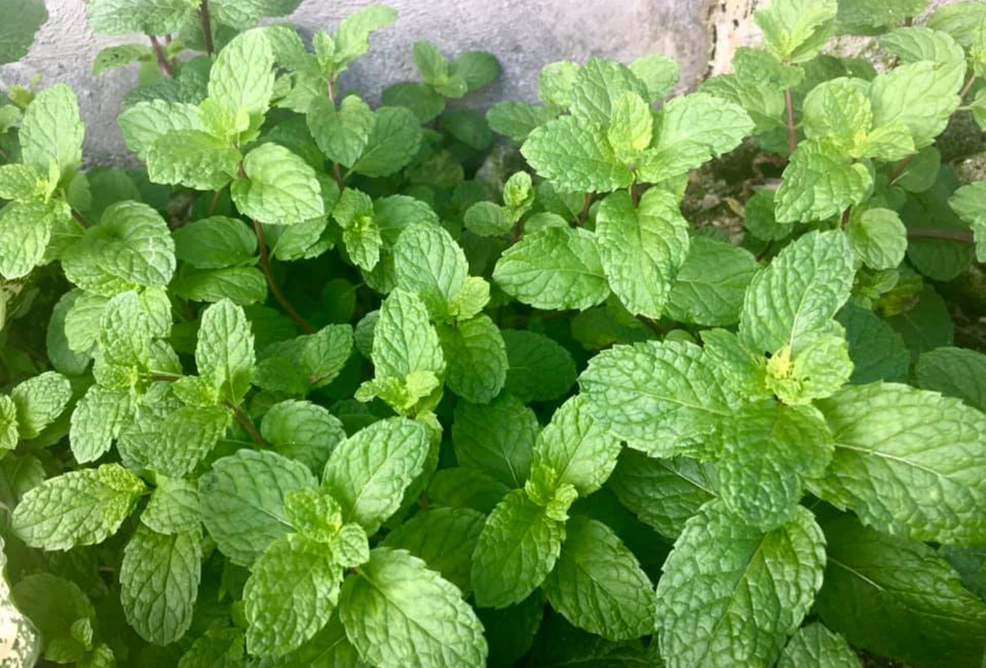 ¿Qué dice la ciencia sobre las plantas antiplagas? Descúbrelo en Pozuelo
