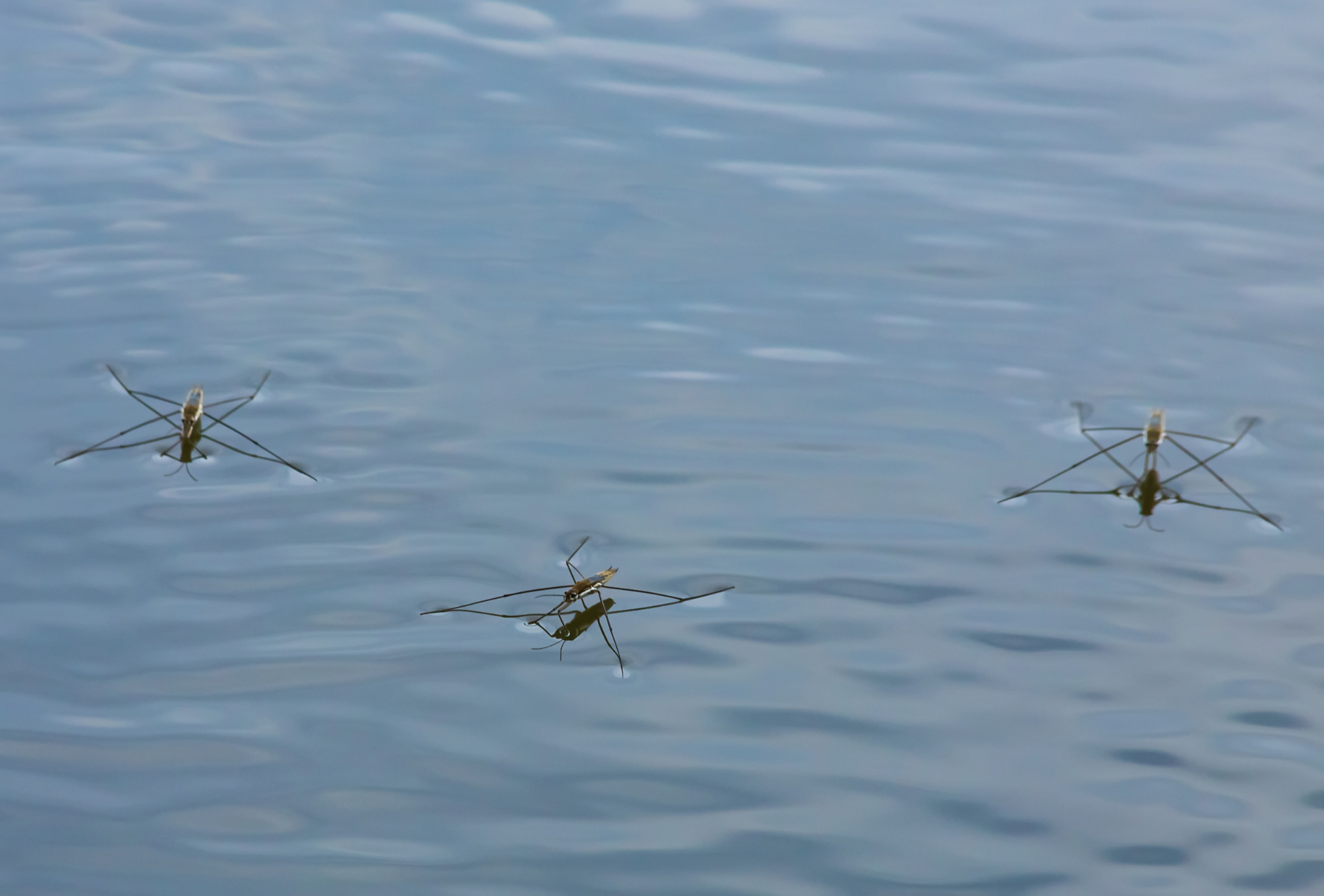 Prevención de plagas en zonas de agua estancada en Pozuelo