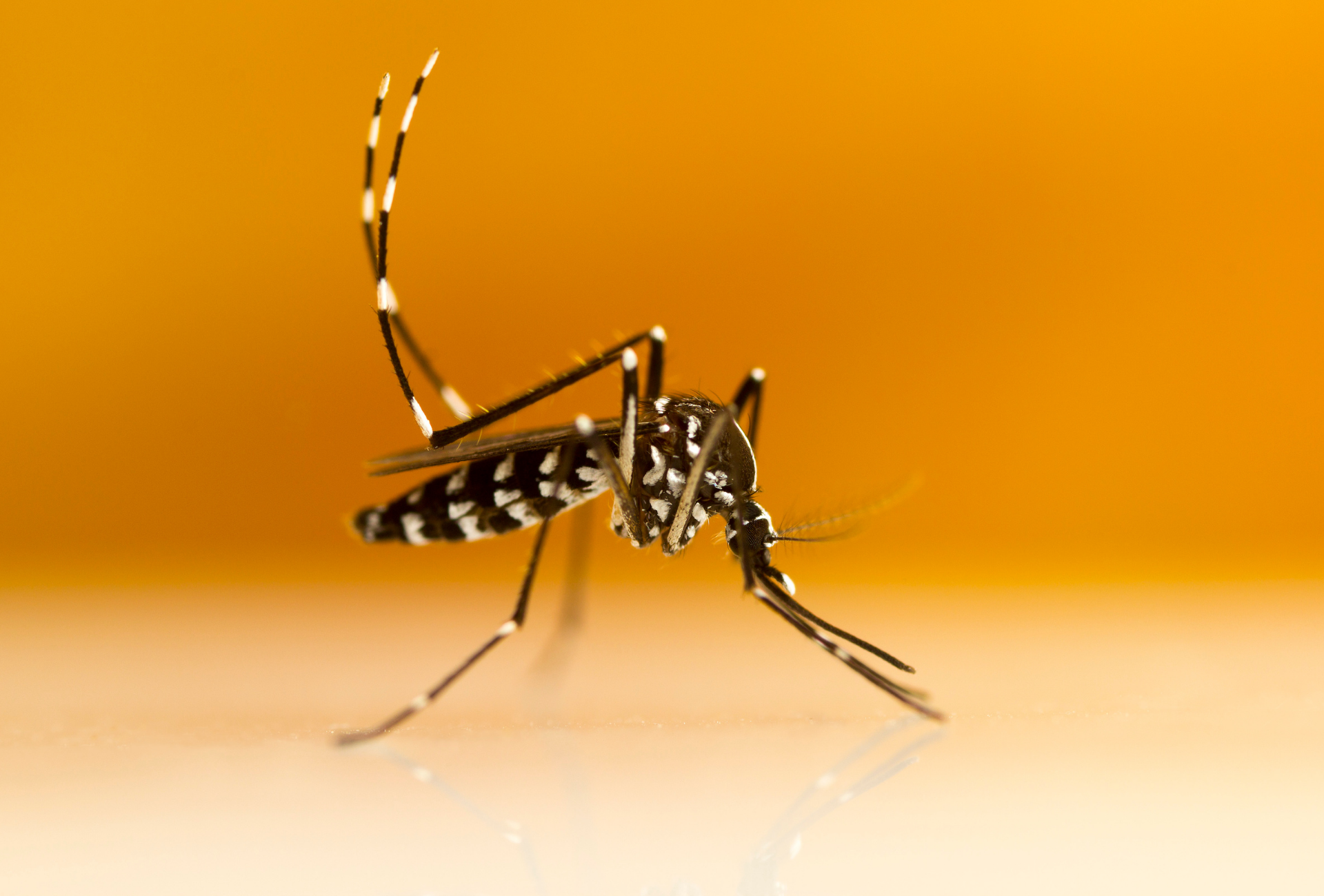 Mosquito tigre en Pozuelo: cómo afecta a familias y zonas recreativas