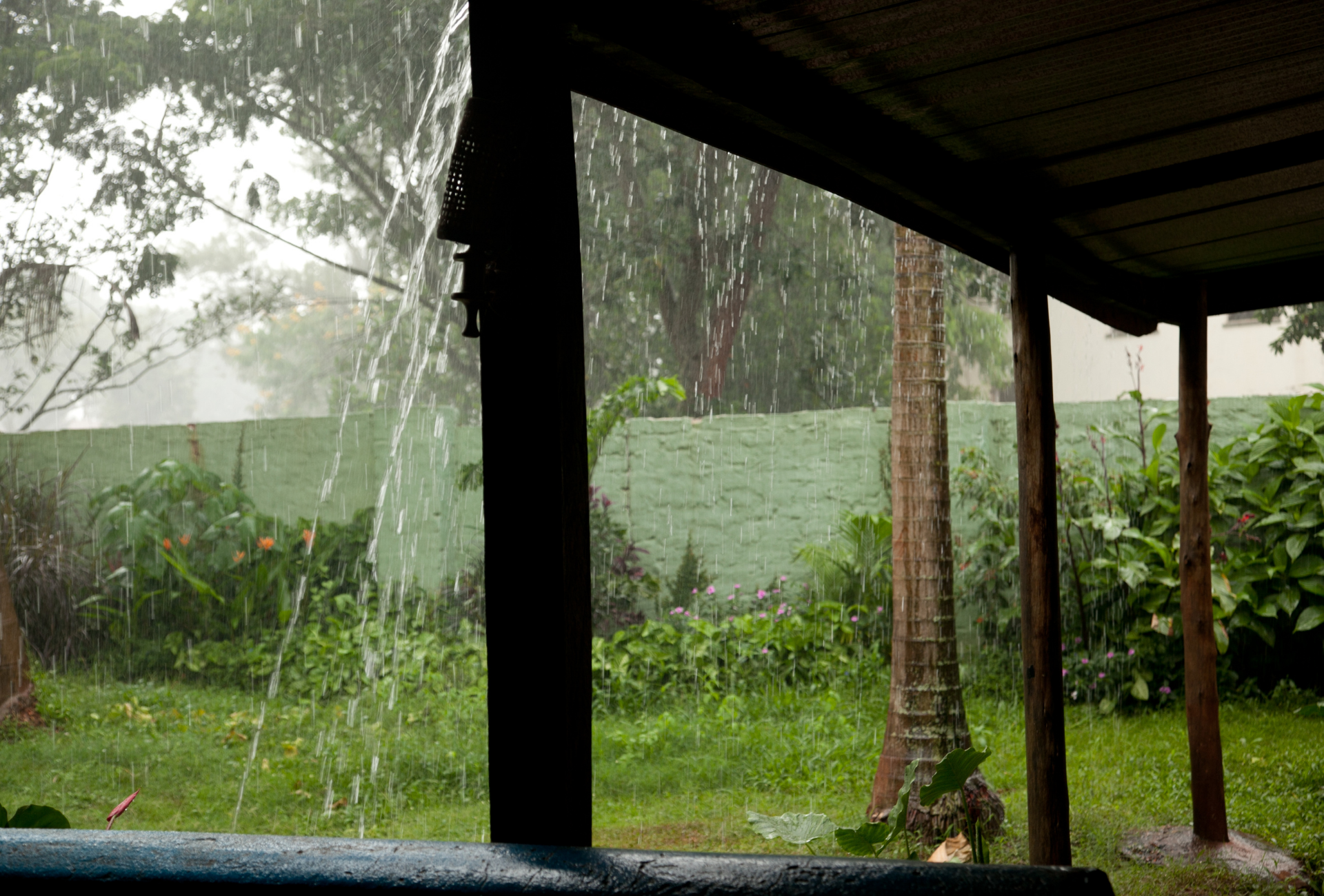 Pozuelo y las plagas tras la lluvia: riesgos en chalets y zonas ajardinadas